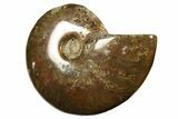 Red Flash Ammonite Fossil - Madagascar #187268-1